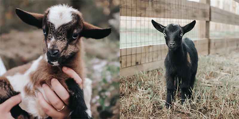 baby-goats