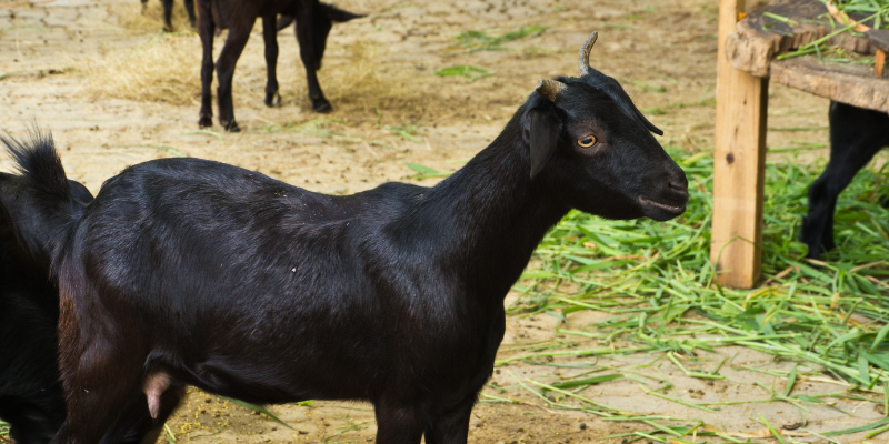 ব্ল্যাক বেঙ্গল ছাগল