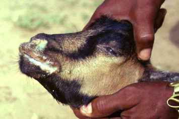 ছাগলের পিপিআর : PPR in a goat: swollen, eroded lips