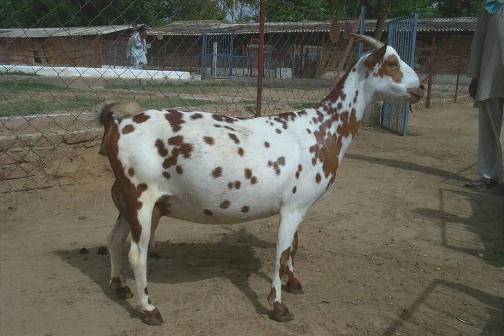 barbari goat - বারবারি ছাগল