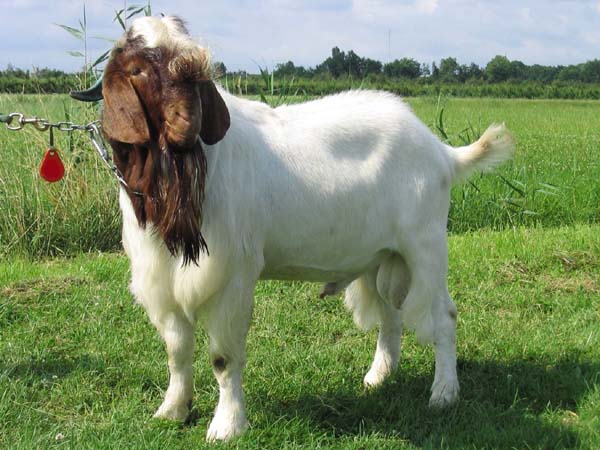 Boer goat - বোয়ার ছাগল