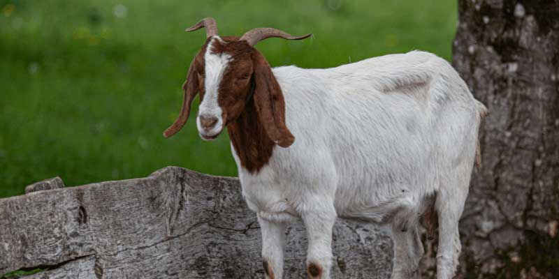 ছাগলের-নিউমোনিয়া-goat-pneumonia